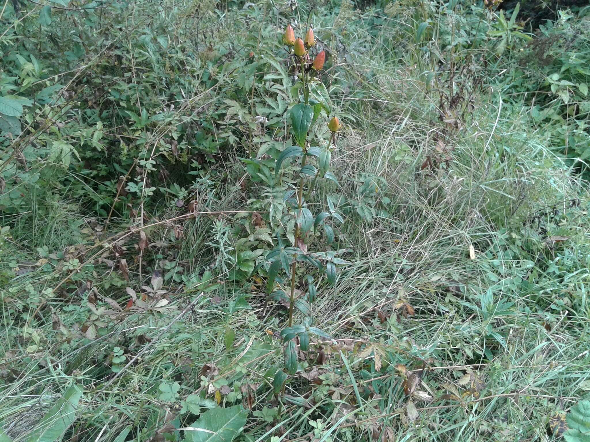 Image de Hypericum ascyron subsp. gebleri (Ledeb.) N. Robson