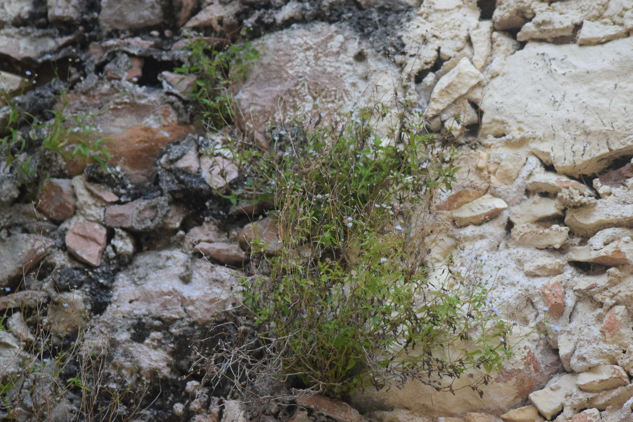 Plancia ëd Ageratum gaumeri B. L. Rob.