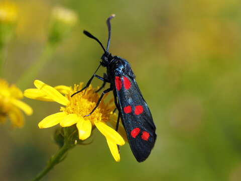 Image of Zygaena dorycnii Ochsenheimer 1808