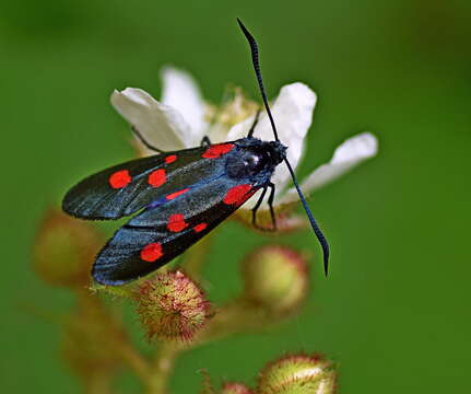 Image of Zygaena lonicerae Scheven 1777