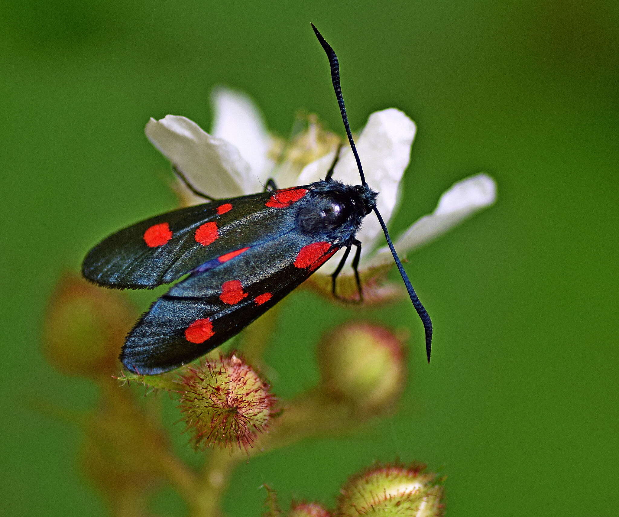 Image of Zygaena lonicerae Scheven 1777