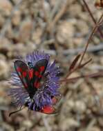 Image de Zygaena corsica Boisduval 1828