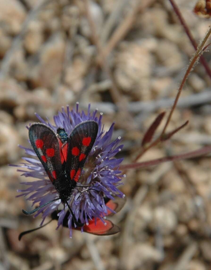 Image de Zygaena corsica Boisduval 1828