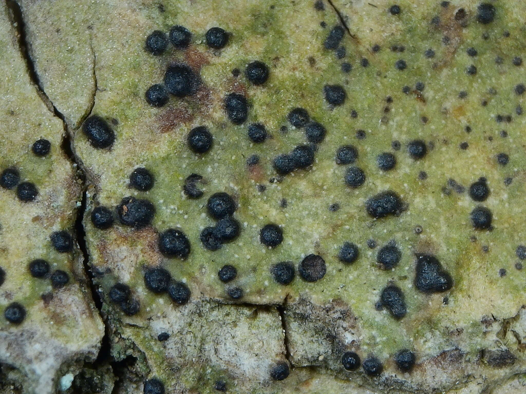 Image de Pyrenula nitidella (Flörke ex Schaer.) Müll. Arg.