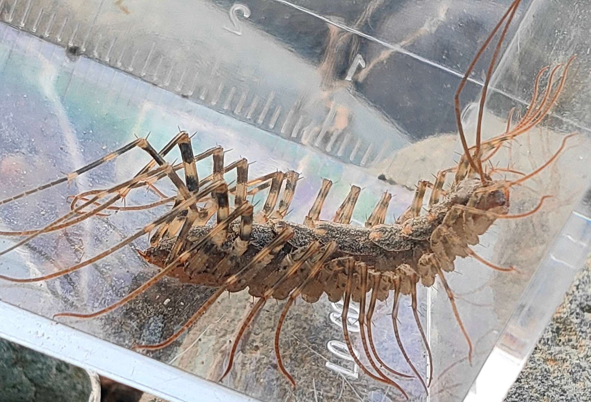 Image of Japanese House Centipede