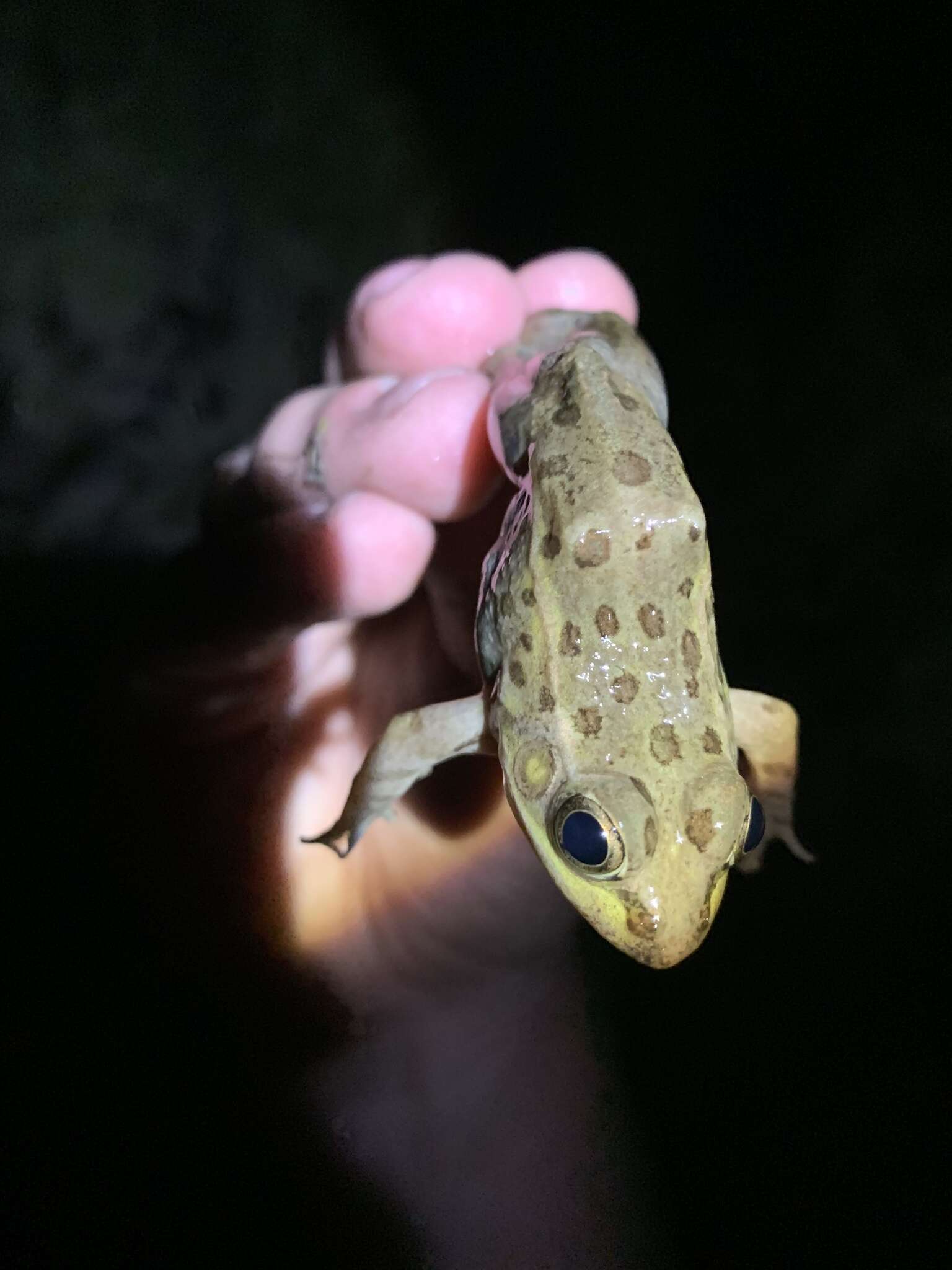 Image de Lithobates onca (Cope ex Yarrow 1875)