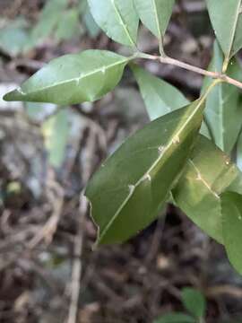 Image of Tricalysia capensis var. transvaalensis Robbr.