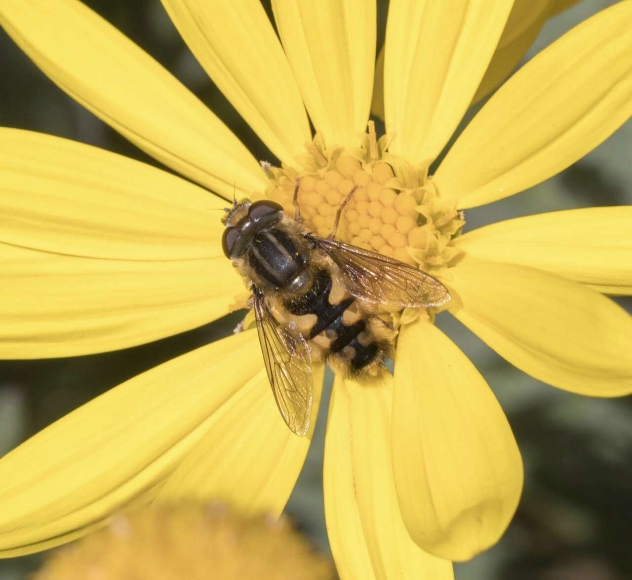 Sivun Dolichogyna chilensis (Walker 1836) kuva