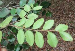 Diospyros natalensis (Harv.) Brenan的圖片