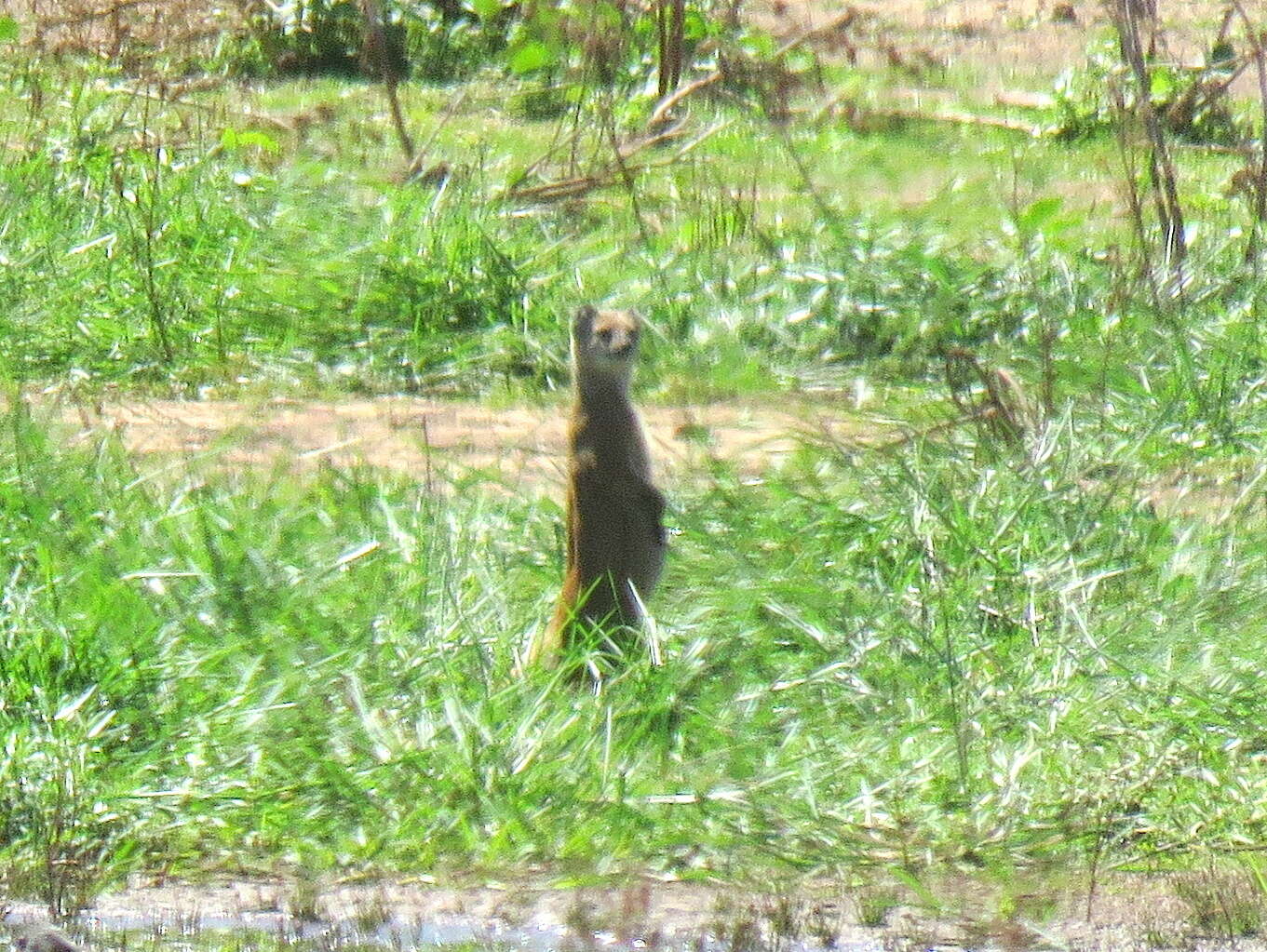 Image of Yellow Mongoose