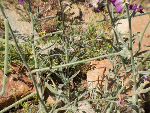 صورة Matthiola longipetala (Vent.) DC.