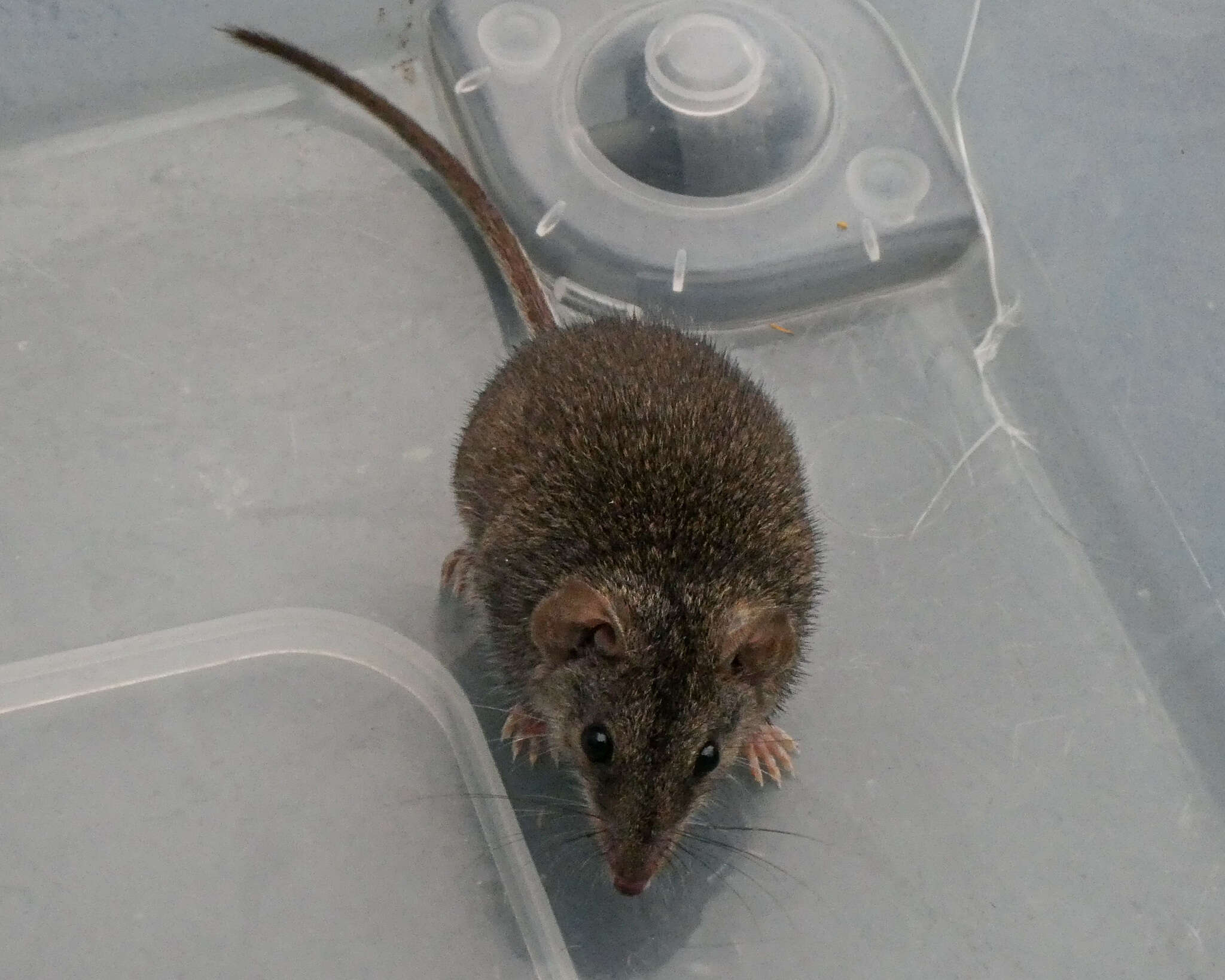 Image of Agile Antechinus