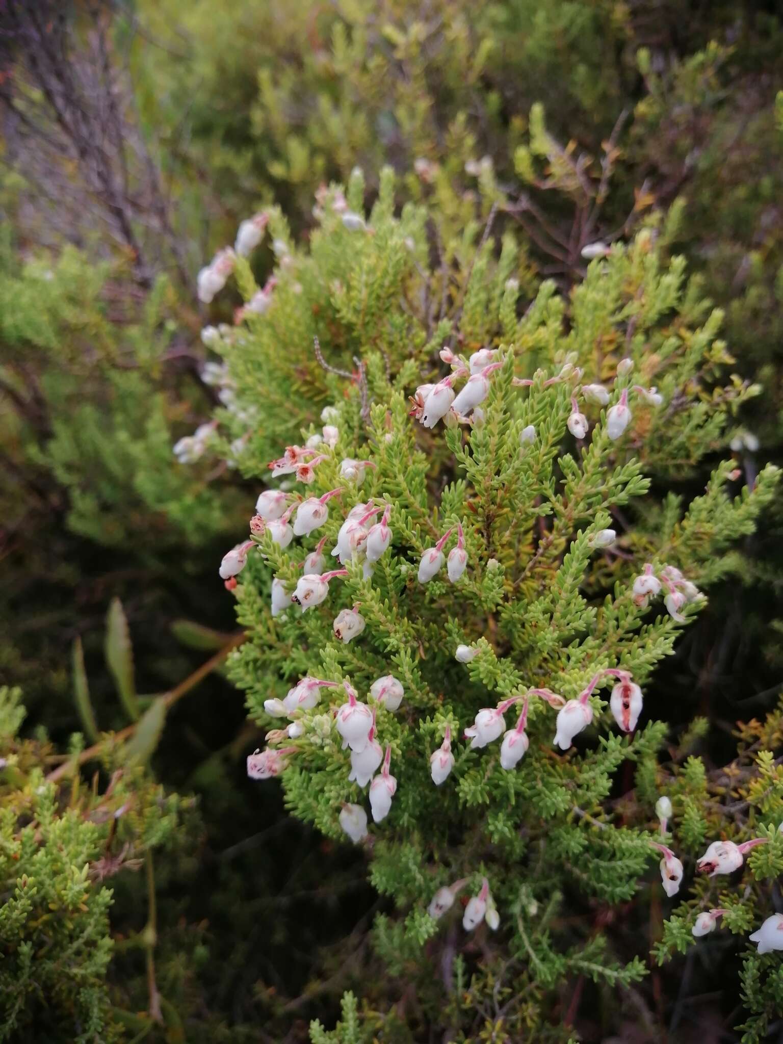 Image of Erica pubescens L.