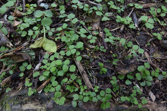 Image of Azorella hookeri Drude