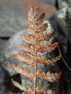 Image of Paragymnopteris marantae subsp. marantae