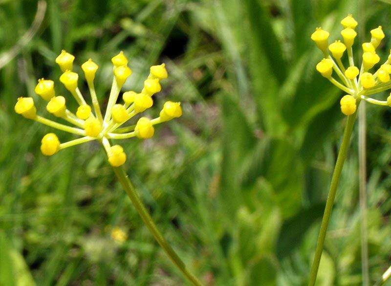 Слика од Afrosciadium magalismontanum (Sond.) Winter