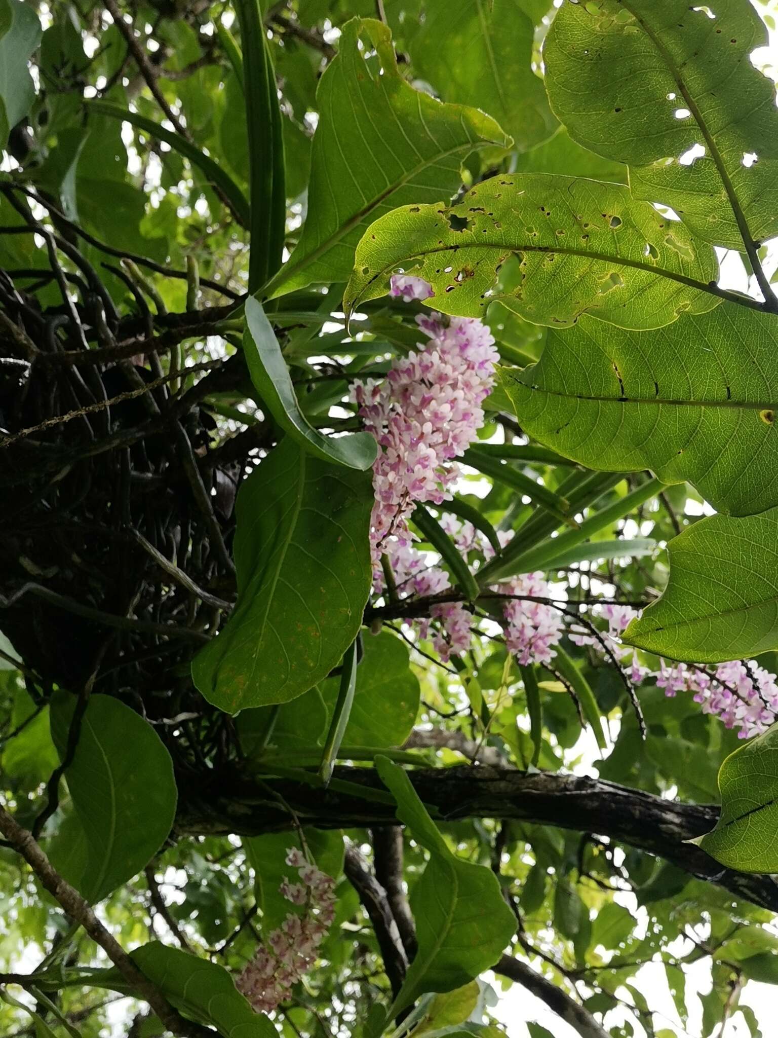 Слика од Rhynchostylis retusa (L.) Blume