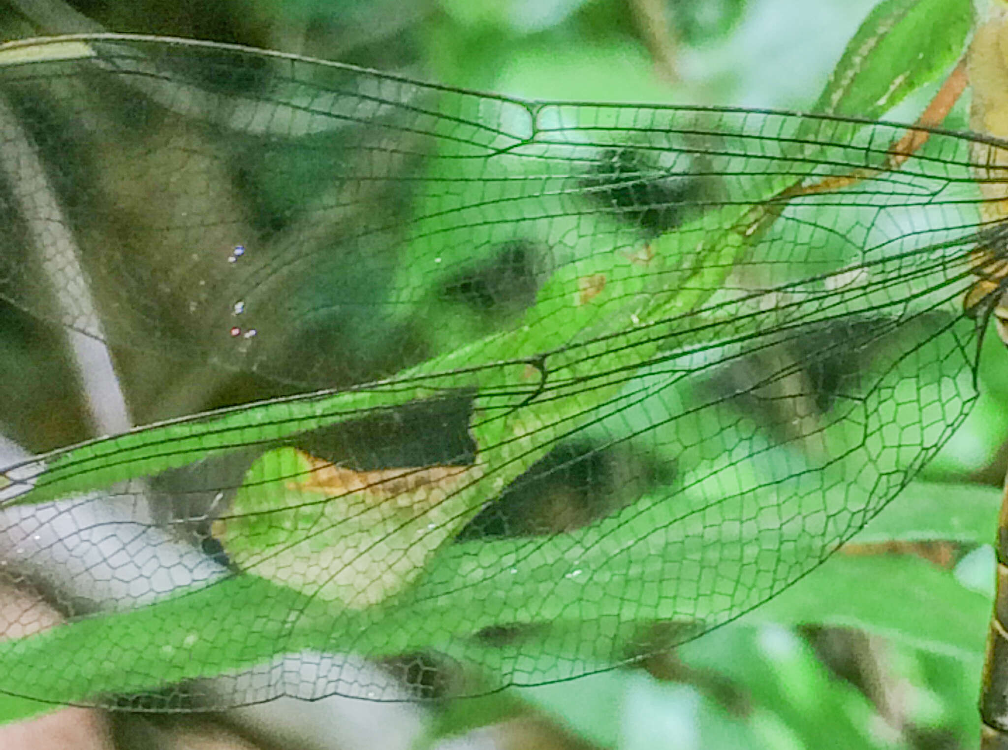 Image of Eastern Duskhawker