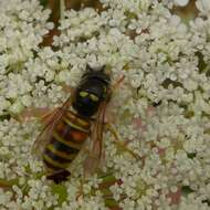 Image de Vespula rufa (Linnaeus 1758)