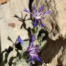 Centaurea triumfettii subsp. cana (Sibth. & Sm.) Dostál的圖片