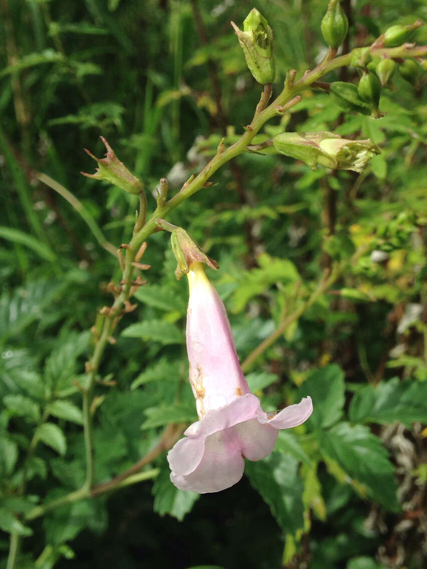 Image of Incarvillea diffusa Royle