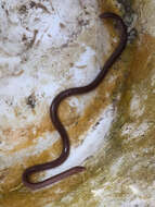 Image of Puerto Rican Coastal Blindsnake