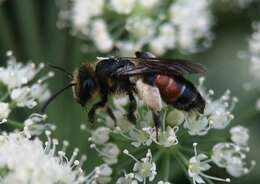 Plancia ëd Andrena rosae Panzer 1801