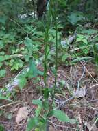 Image of eastern daisy fleabane