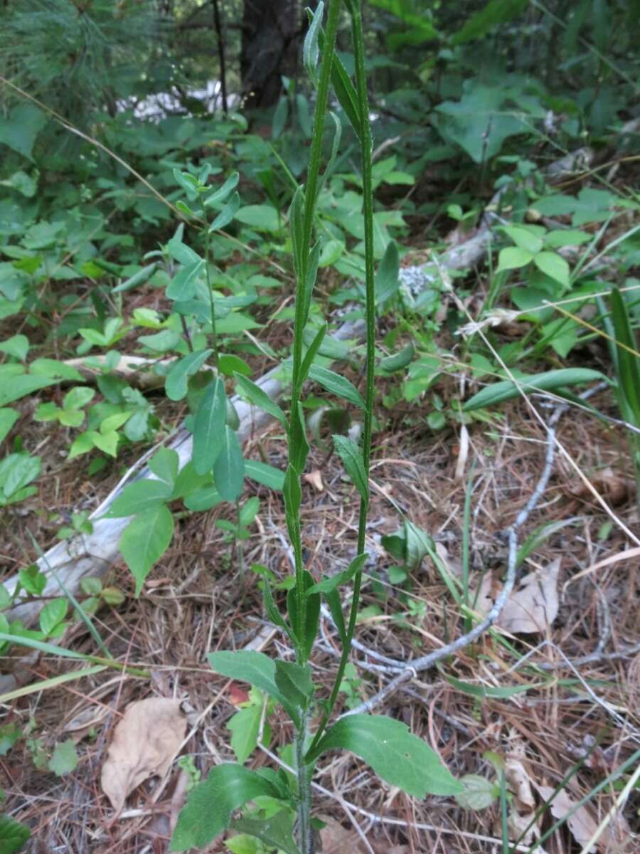 Image of eastern daisy fleabane