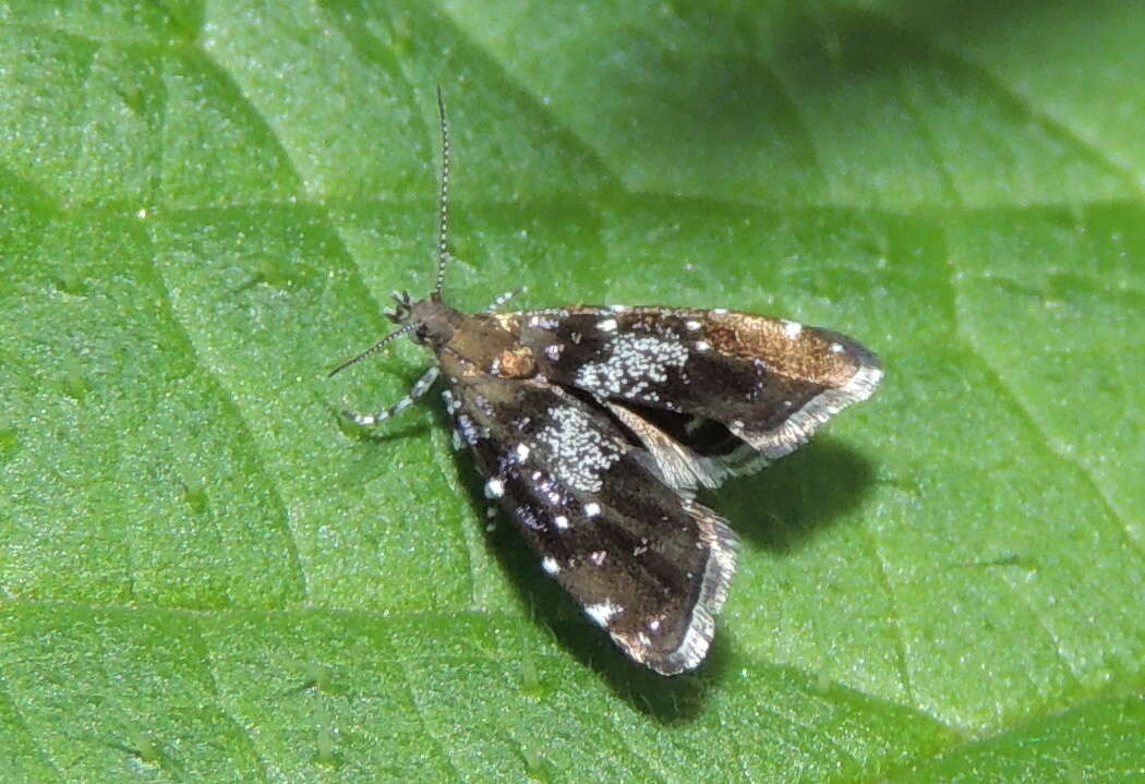 Image of Prochoreutis myllerana Fabricius 1794