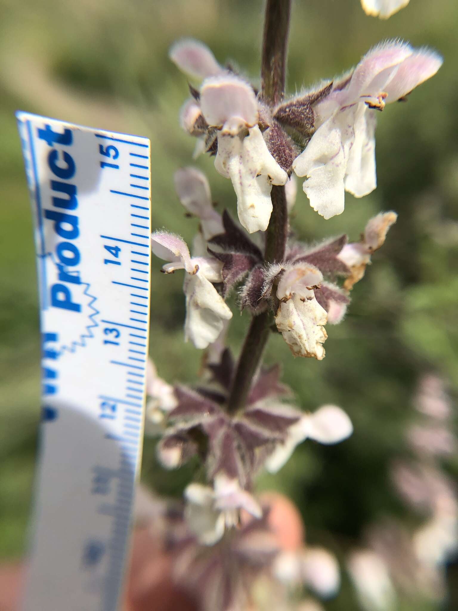 Слика од Stachys rigida subsp. quercetorum (A. Heller) Epling