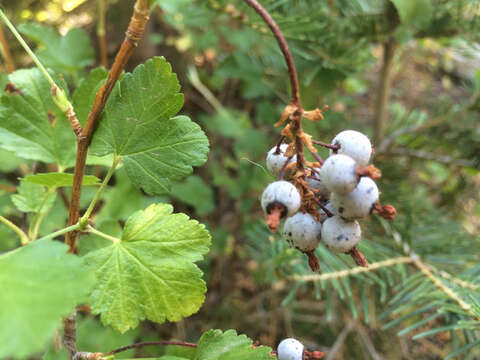 Imagem de Ribes nevadense Kellogg