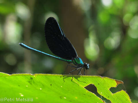 Image of Western Bluewing