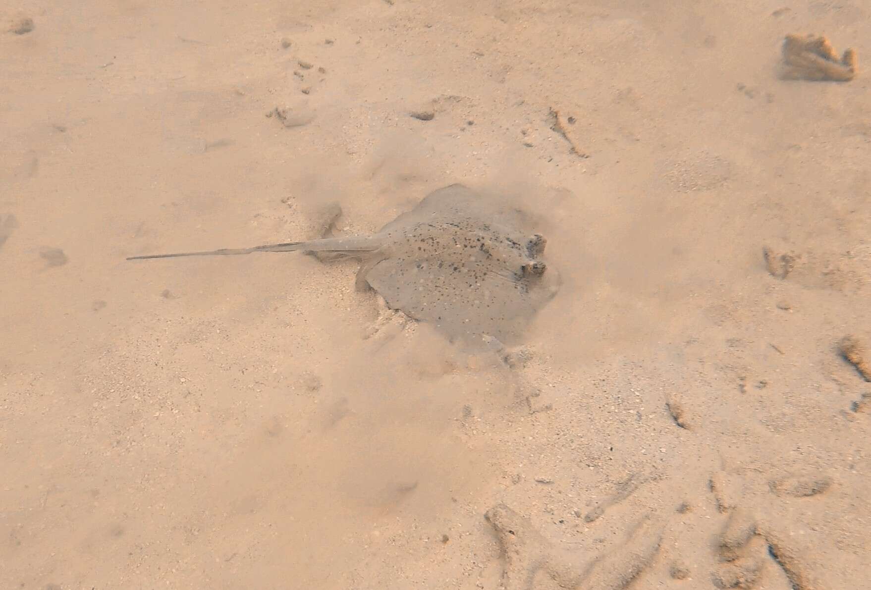 Image of Speckled Maskray