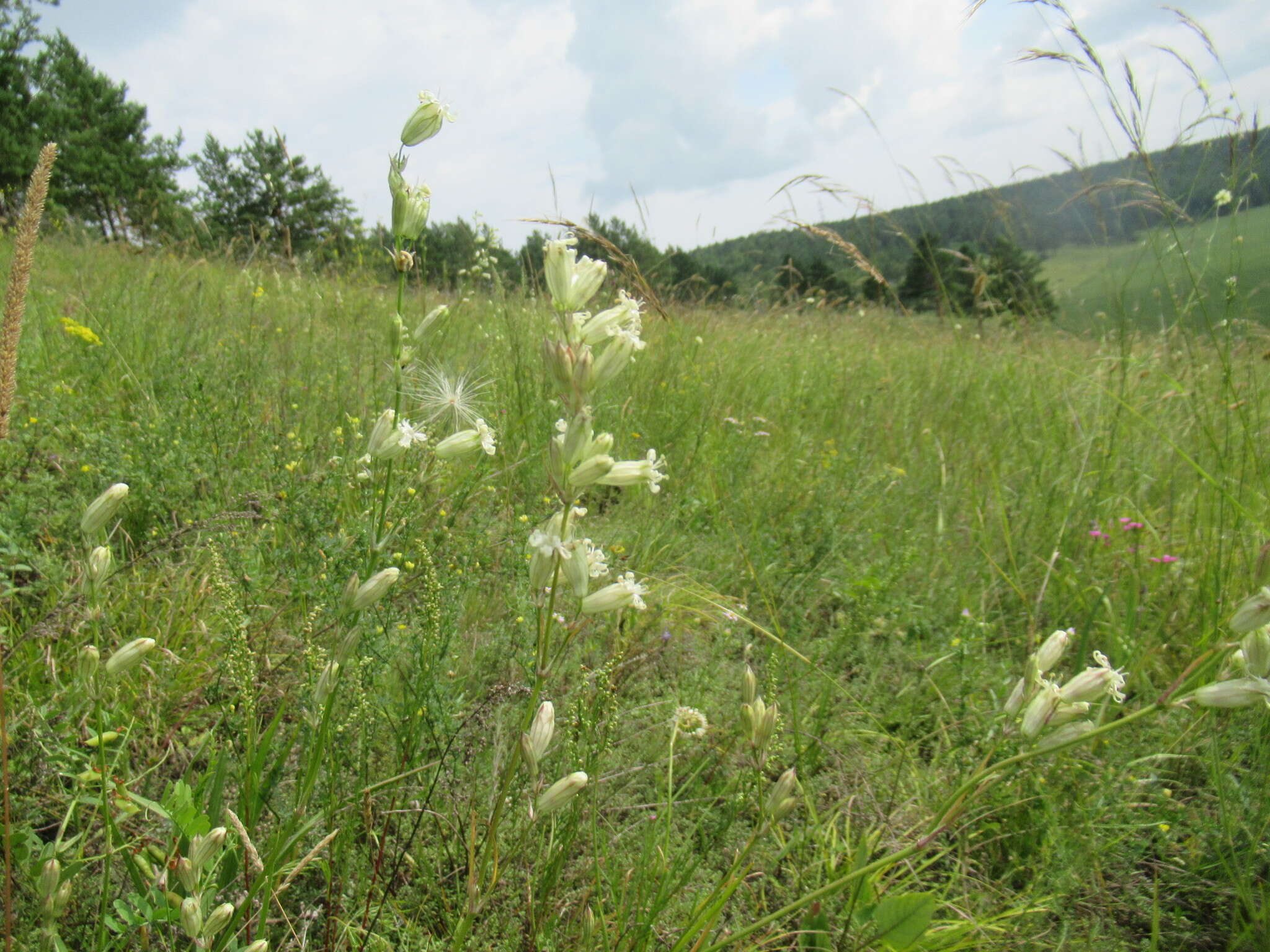 Image of <i>Silene jeniseensis</i>