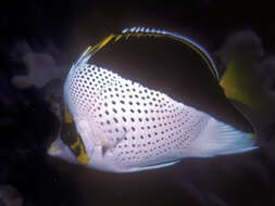 Image of Hawaiian Butterflyfish