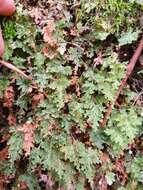 Plancia ëd Hymenophyllum rufescens Kirk