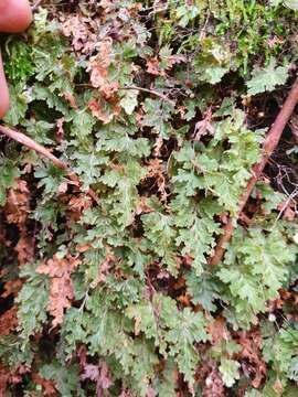 Image of Hymenophyllum rufescens Kirk