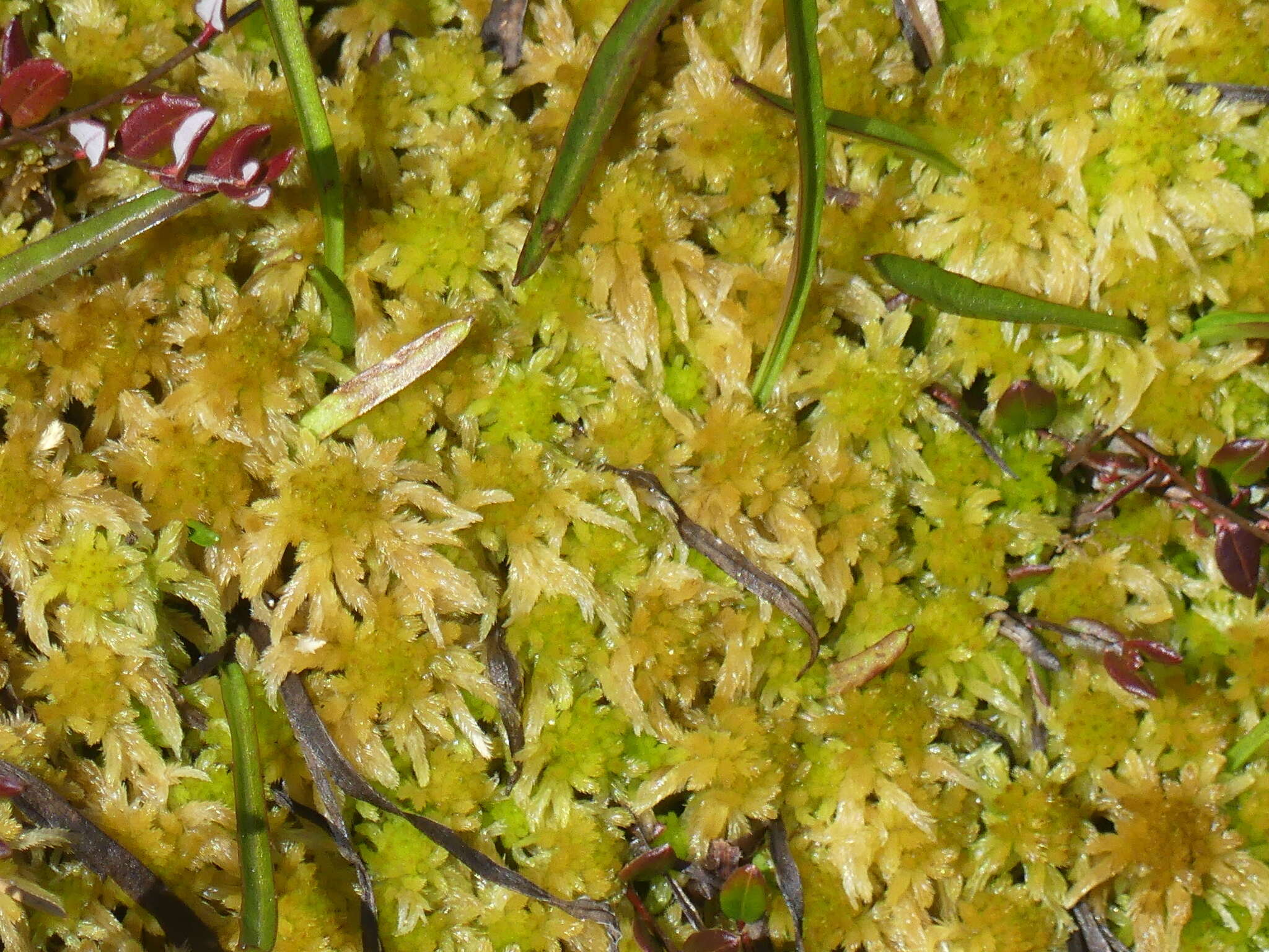 Image of Pacific sphagnum