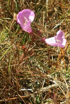 Image of saltmarsh false foxglove