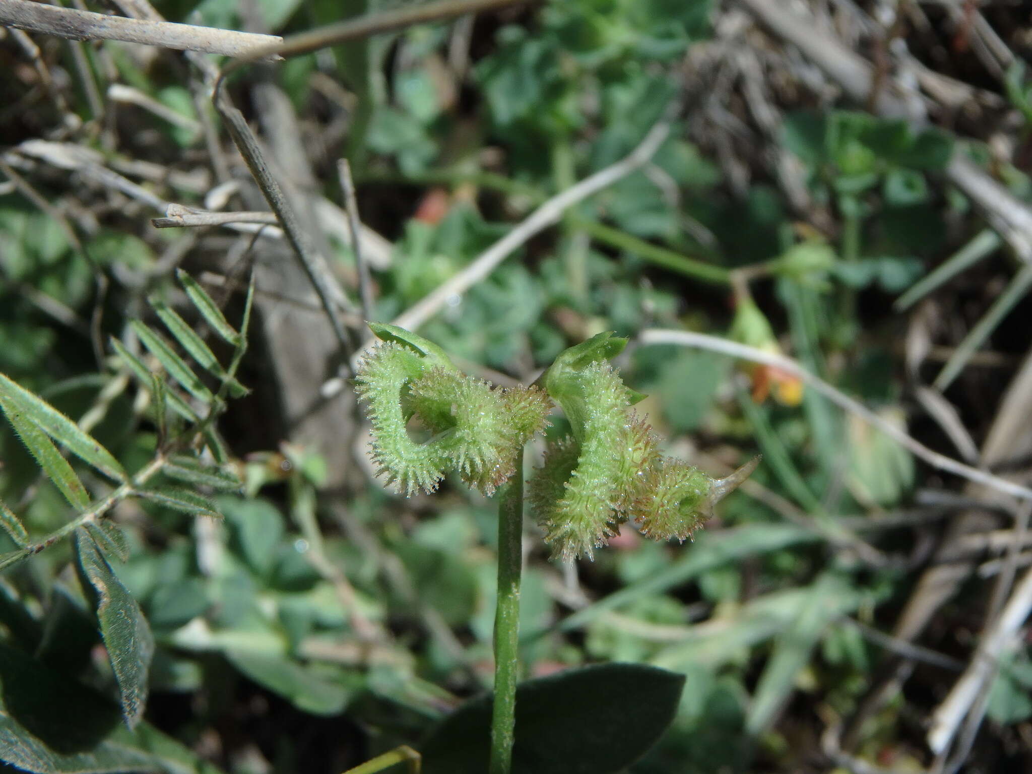 Plancia ëd Scorpiurus muricatus var. subvillosus (L.) Fiori