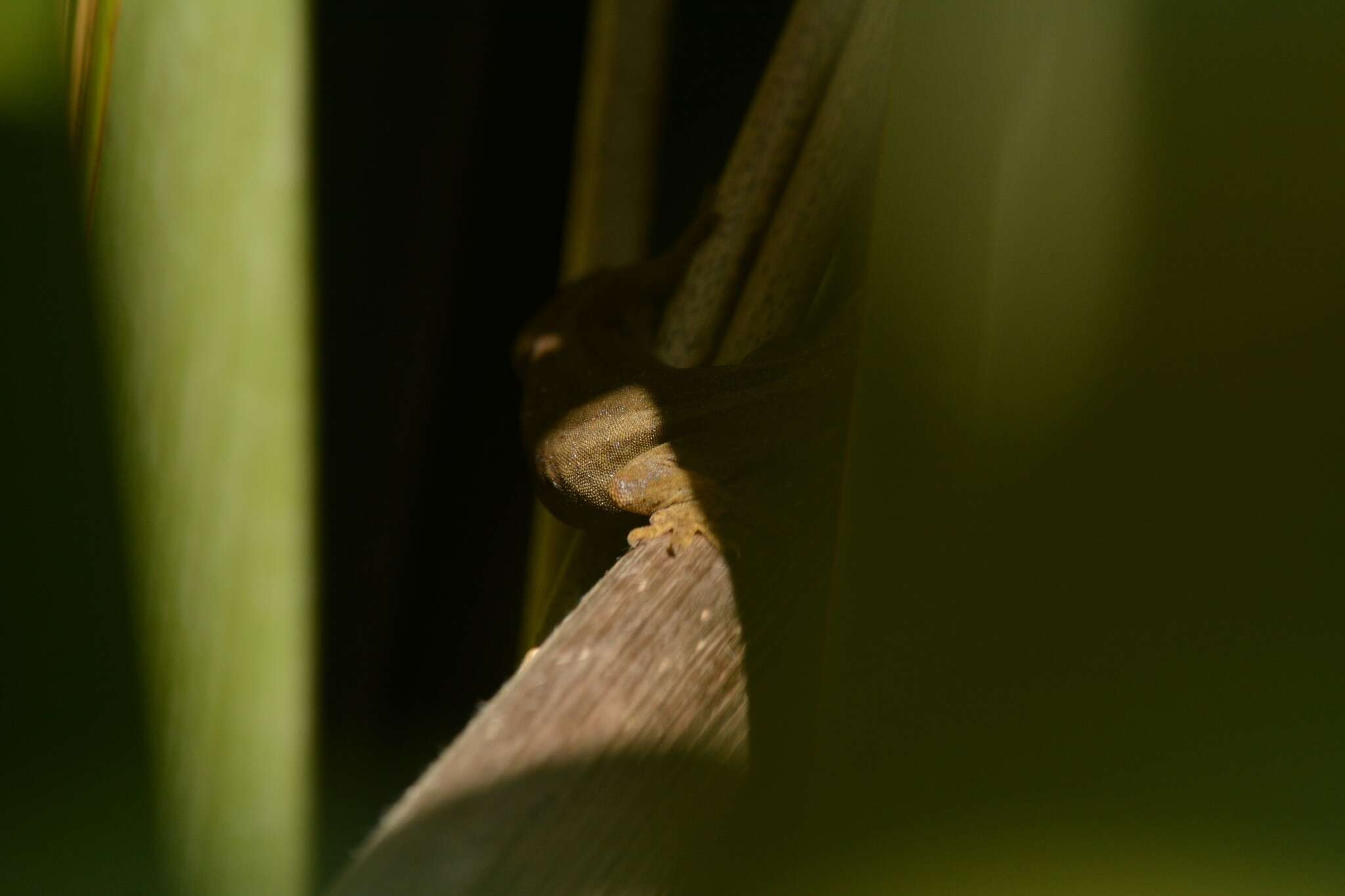 Image of Gold-striped Gecko