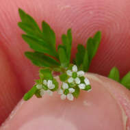 Imagem de Chaerophyllum procumbens (L.) Crantz