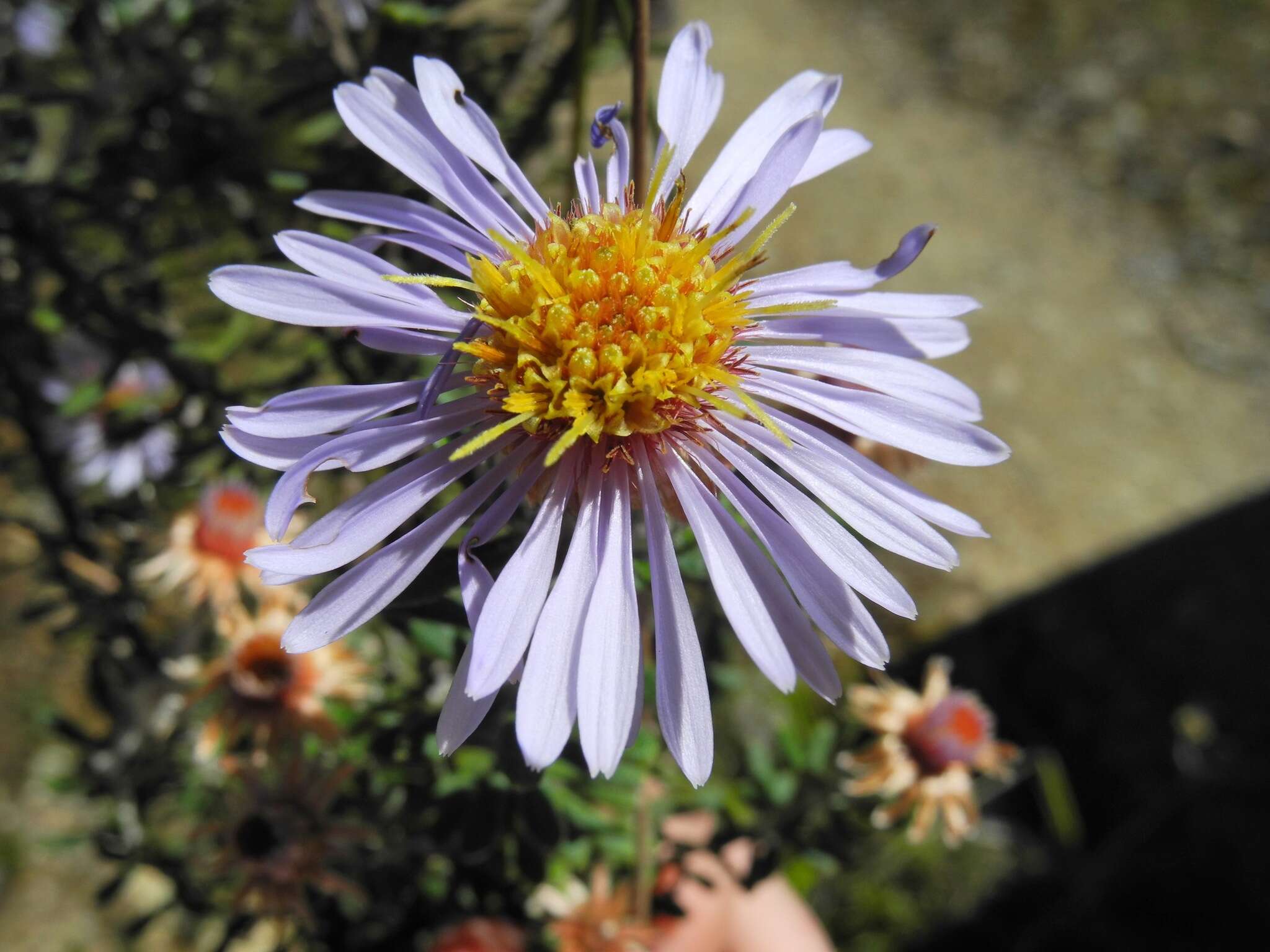 Image of Diplostephium oblanceolatum S. F. Blake