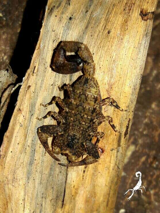 Image of Tityus ocelote Francke & Stockwell 1987