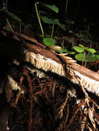 Image of Hydnocristella himantia (Schwein.) R. H. Petersen 1971