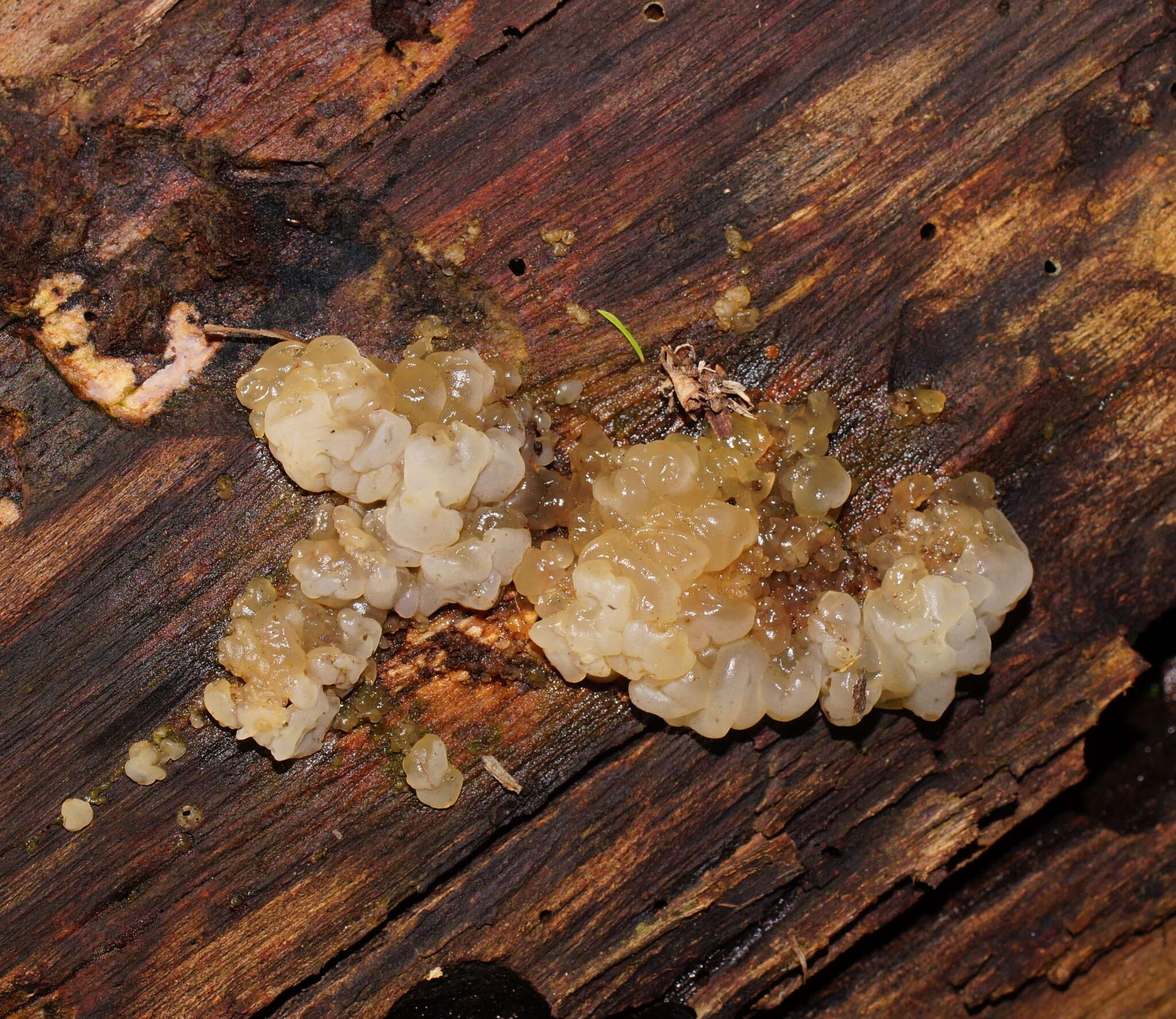 Image of Tremella globispora D. A. Reid 1970