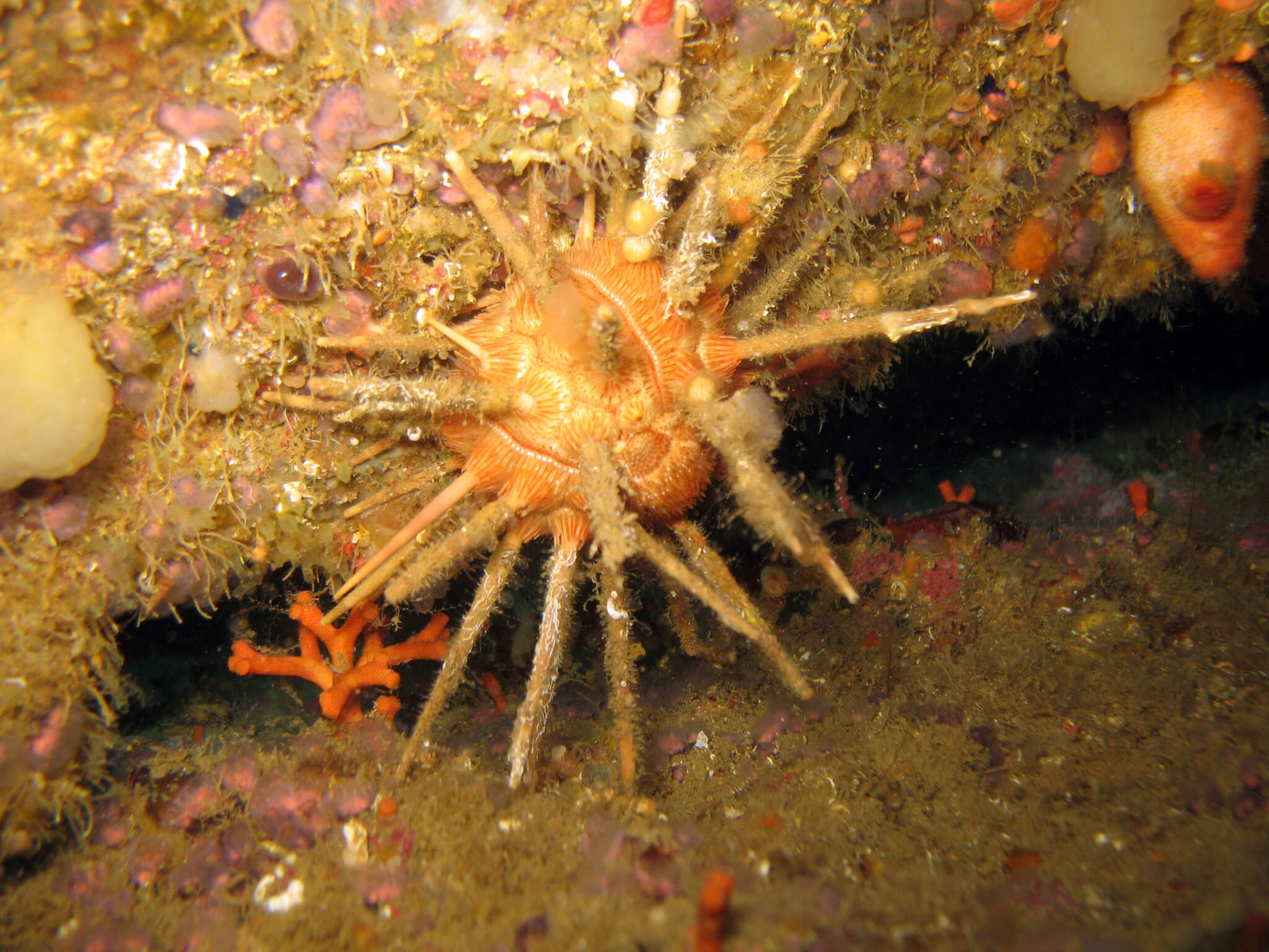 Image of pencil urchin