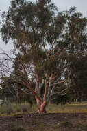 Image de Eucalyptus mannifera Mudie