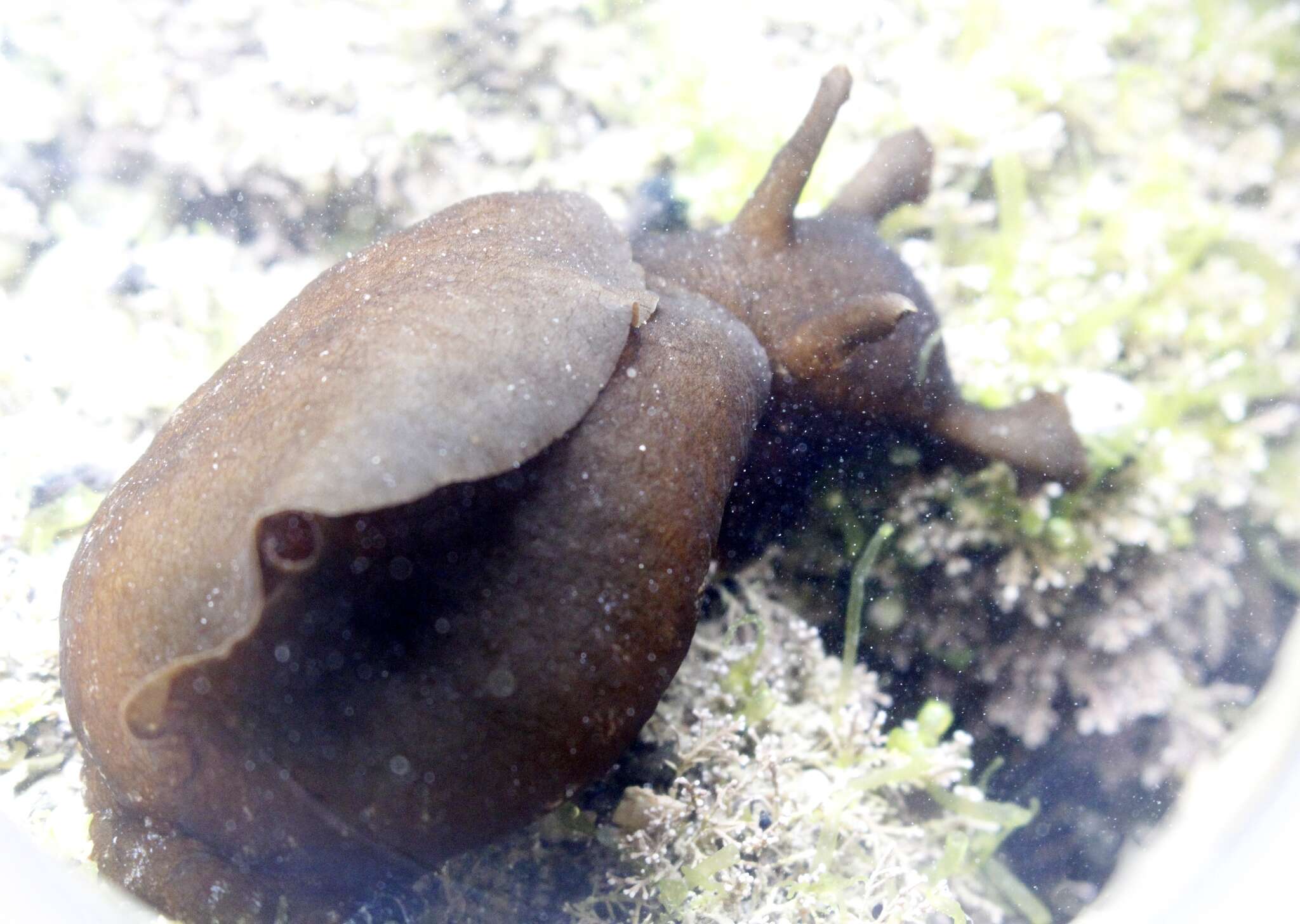 Image of walking sea hare